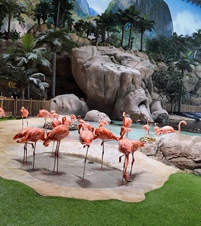 exotic bird show