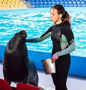 dolphinarium show
