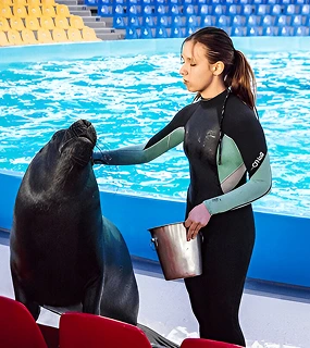 dolphinarium show