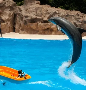 Dolphin & Seal Show VIP