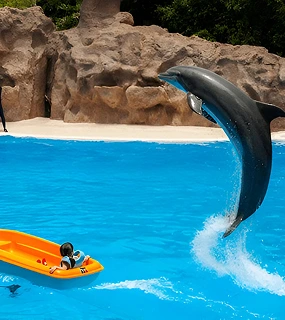 Dolphin & Seal Show VIP
