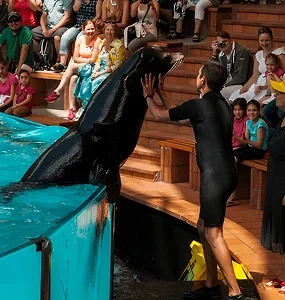 Dolphin Meet and Greet