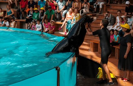 dolphins-show